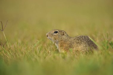 Avrupa zemin sincap - Spermophilus citellus, şirin küçük zemin sincap Avrupa çayırlar ve alanlardan.