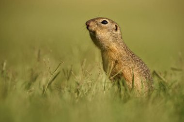 Avrupa zemin sincap - Spermophilus citellus, şirin küçük zemin sincap Avrupa çayırlar ve alanlardan.