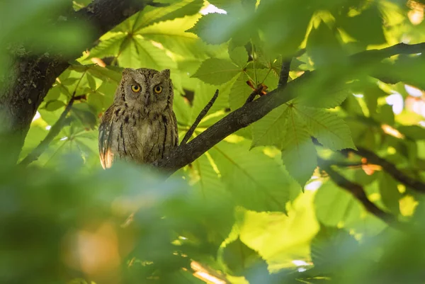 コノハズク Otus ヨーロッパの森林や森林 Rodope 山の東 ブルガリアからの美しい小さなフクロウ — ストック写真