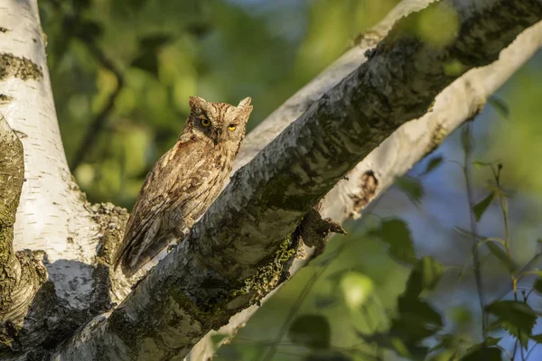 コノハズク Otus ヨーロッパの森林や森林 Rodope 山の東 ブルガリアからの美しい小さなフクロウ — ストック写真