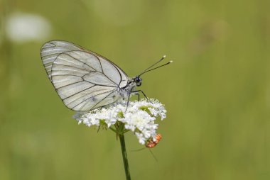 Siyah damarlı beyaz kelebek - Aporia crataegi, Avrupa çayır ve meralar, Doğu Rodope Mountains, Bulgaristan dan güzel beyaz kelebek.