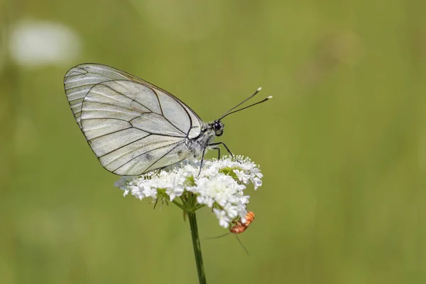 Black Veined White Butterfly Aporia Crataegi Beautiful White Butterfly European — Stock Photo, Image