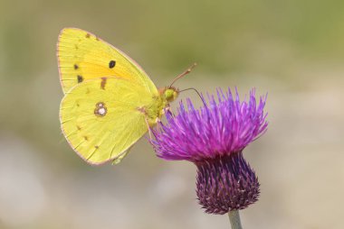 Berger'ın bulutlu sarı kelebek - Colias alfacariensis, güzel büyük sarı kelebek Doğu Avrupa çayır ve otlaklar.