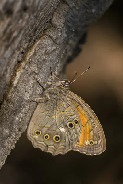 Galler Brun Fjäril Kirinia Roxelana Liten Brun Fjäril Från Europeiska — Stockfoto