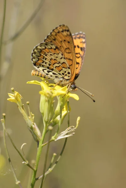 Lesser Spotted Fritillary Butterfly Melitaea Trivia Beatiful Orange Butterfly European — Stock Photo, Image