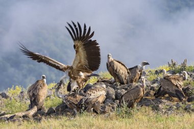 Kızıl akbaba - Gyps fulvus, eski dünya ve Afrika'dan gelen büyük kahverengi beyaz başlı akbaba.