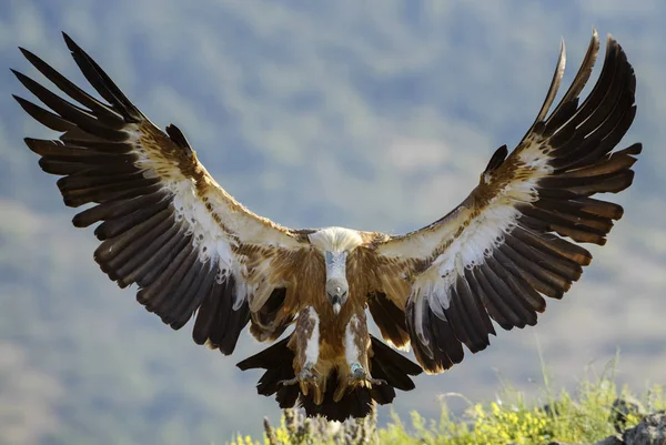 Grifone Avvoltoio Gyps Fulvus Grande Avvoltoio Dalla Testa Bianca Marrone — Foto Stock
