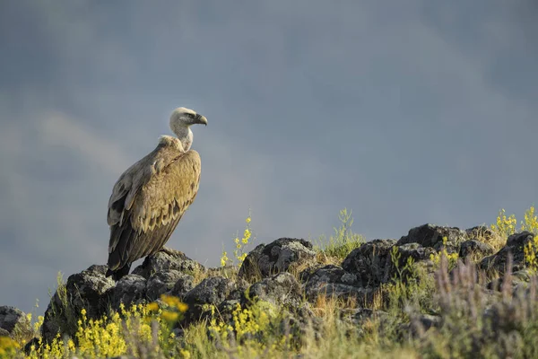 Buitre Leonado Gyps Fulvus Gran Buitre Cabeza Blanca Marrón Del — Foto de Stock