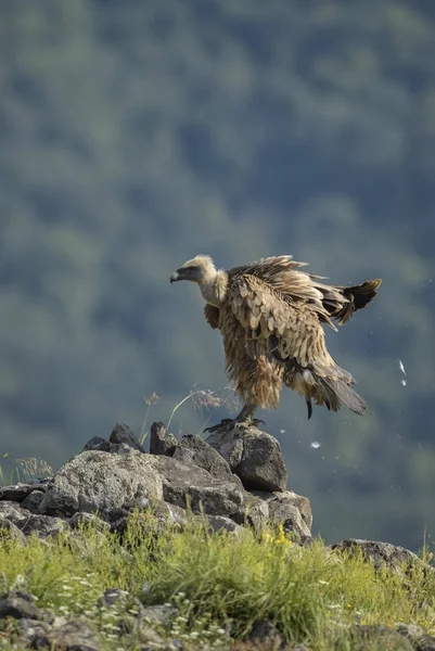 Griffon Vulture Gyps Fulvus Large Brown White Headed Vulture Old Royalty Free Stock Images