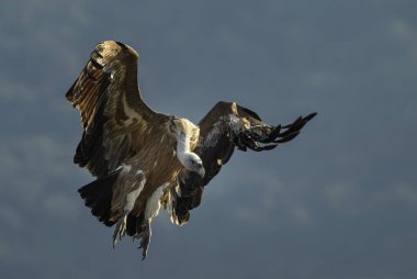 Kızıl akbaba - Gyps fulvus, eski dünya ve Afrika'dan gelen büyük kahverengi beyaz başlı akbaba.