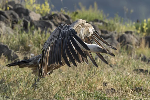 Buitre Leonado Gyps Fulvus Gran Buitre Cabeza Blanca Marrón Del — Foto de Stock