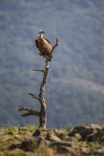 Buitre Leonado Gyps Fulvus Gran Buitre Cabeza Blanca Marrón Del — Foto de Stock