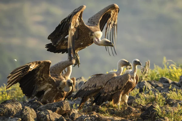 Kızıl akbaba - Gyps fulvus, eski dünya ve Afrika'dan gelen büyük kahverengi beyaz başlı akbaba.