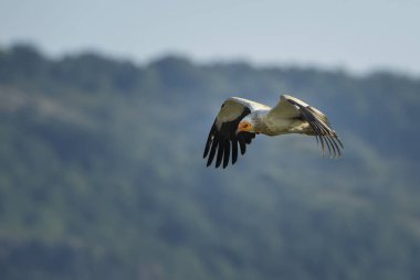 Mısır akbabası - Neophron percnopterus, Güney Avrupa, Asya ve Afrika'dan gelen nesli tükenmekte olan beyaz sarı başlı akbaba.