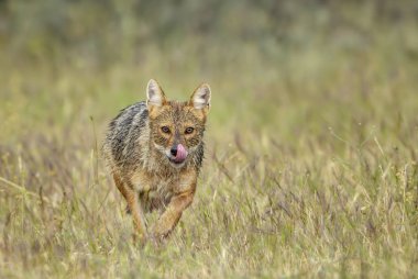 Altın çakal - Canis aureus, vahşi etobur memeli eski dünya ormanları ve tepeler, Doğu Rodope dağlar, Bulgaristan.
