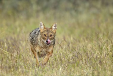 Golden Jackal - Canis aureus, wild carnivore mammals from Old World forests and hills, Eastern Rodope mountains, Bulgaria. clipart