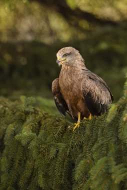 Siyah uçurtma - Milvus migrans, güzel büyük raptor eski dünya ormanları ve tepeler, Doğu Rodope dağlar, Bulgaristan.