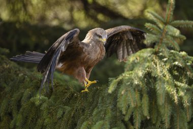 Siyah uçurtma - Milvus migrans, güzel büyük raptor eski dünya ormanları ve tepeler, Doğu Rodope dağlar, Bulgaristan.