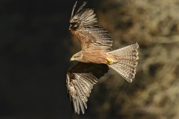 Black Kite Milvus Migrans Beautiful Large Raptor Old World Forests — стоковое фото