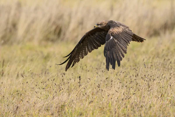 Black Kite Milvus Migrans Beautiful Large Raptor Old World Forests — стоковое фото