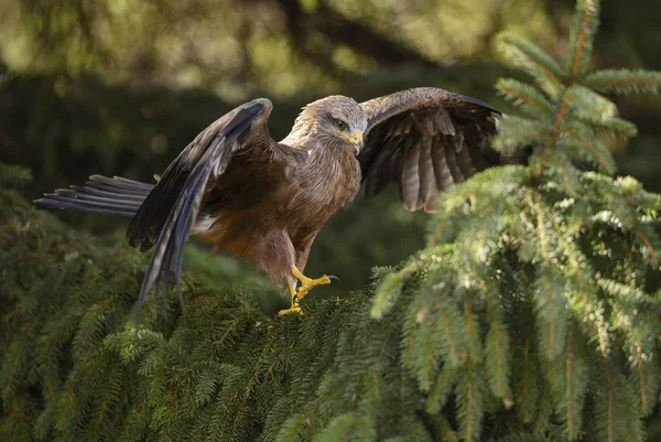 Black Kite Milvus Migrans Beautiful Large Raptor Old World Forests — стоковое фото