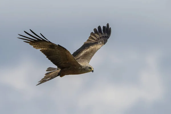 Black Kite Milvus Migrans Beautiful Large Raptor Old World Forests — стоковое фото