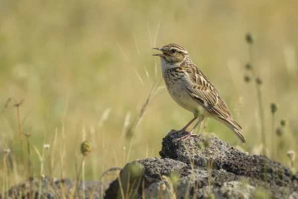 Avrasya Skylark - Alauda arvensis, küçük kahverengi tüneyen kuş Avrasya meadows şarkı, Doğu Rodope dağlar, Bulgaristan üzerinden.