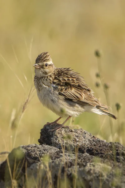 Eurasian Skylark Alauda Arvensis Pequeno Pássaro Castanho Poleiro Prados Euroasiáticos — Fotografia de Stock