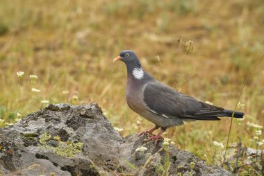 Woodpigeon - Columba palumbus, güzel renkli güvercin ormanlardaki Avrupa, Doğu Rodope dağlar, Bulgaristan.