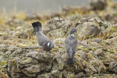 Woodpigeon - Columba palumbus, güzel renkli güvercin ormanlardaki Avrupa, Doğu Rodope dağlar, Bulgaristan.
