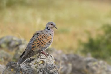 Kumru - Streptopelia turtur, Avrupa woodlands, Doğu Rodope dağlar, Bulgaristan dan güzel renkli güvercin.