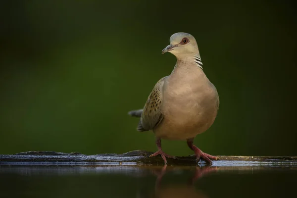 カメ鳩 キジバト Turtur ヨーロッパの森林 Rodope ブルガリアから美しいカラフルな鳩 — ストック写真