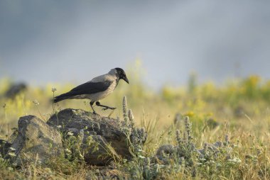Kukuletalı karga - Corvus cornix, güzel siyah ve gri crow üzerinden Avrupa woodlands, Doğu Rodope dağlar, Bulgaristan.