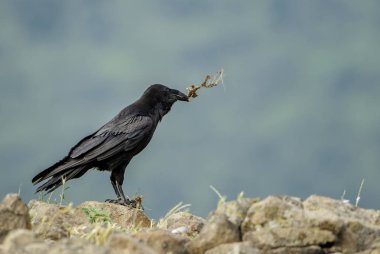 Ortak Raven - Corvus corax, Avrupa woodlands, Doğu Rodope dağlar, Bulgaristan üzerinden siyah büyük kuş.