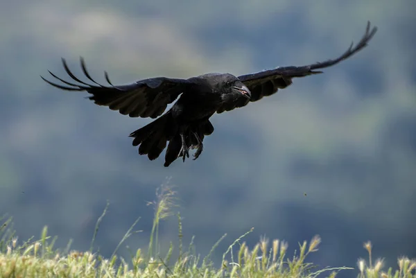 Ortak Raven - Corvus corax, Avrupa woodlands, Doğu Rodope dağlar, Bulgaristan üzerinden siyah büyük kuş.