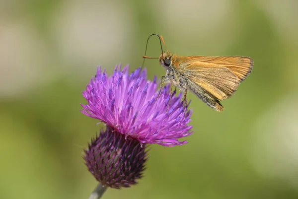 Essex Skipper Thymelicus Lineola Όμορφο Μικρό Πορτοκαλί Πεταλούδα Από Ευρωπαϊκό — Φωτογραφία Αρχείου