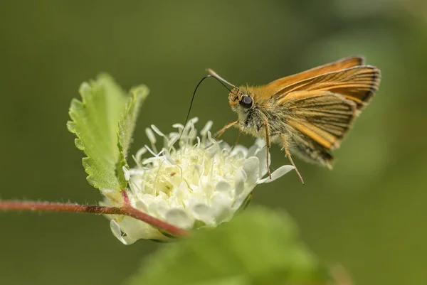 Thymelicus Lineola Rodope 불가리아에서에서 오렌지 — 스톡 사진