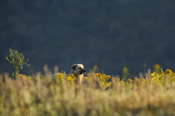 Anatolský Pastevecký Pes Krásné Velké Ovčák Jihovýchodní Evropy Východní Rodope — Stock fotografie
