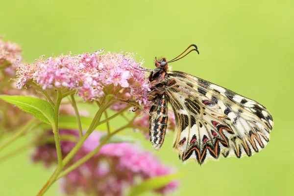 Güney Aynayı Fisto Kelebek Zerynthia Polyxena Güzel Renkli Nadir Kelebek — Stok fotoğraf