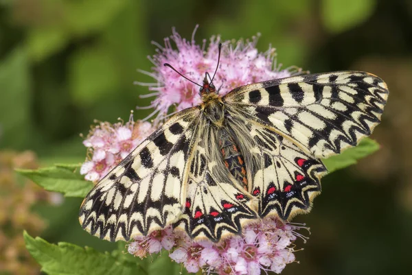 Borboleta Festo Sul Zerynthia Polyxena Bela Borboleta Rara Colorida Prados — Fotografia de Stock