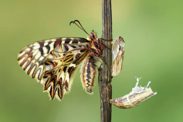 Södra Festoon Butterfly Zerynthia Polyxena Vackra Färgade Sällsynt Fjäril Från — Stockfoto