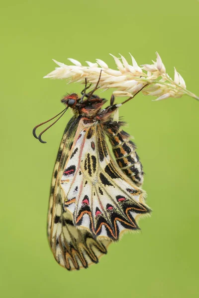 Mariposa Del Sur Festoon Zerynthia Polyxena Hermosa Mariposa Rara Color —  Fotos de Stock