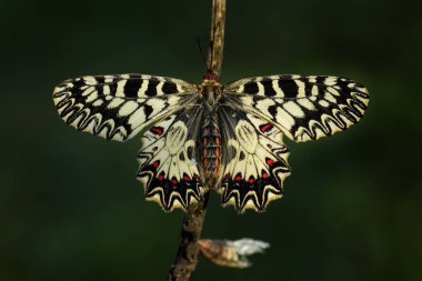 Güney aynayı fisto kelebek - Zerynthia polyxena, güzel renkli nadir kelebek Avrupa çayır ve otlaklar.