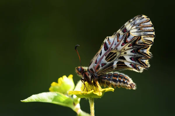 Southern Festoon Butterfly Zerynthia Polyxena Красивая Цветная Редкая Бабочка Европейских — стоковое фото