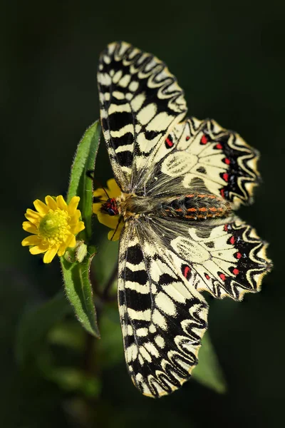 Südlicher Girlanden Schmetterling Zerynthia Polyxena Schön Gefärbter Seltener Schmetterling Aus — Stockfoto