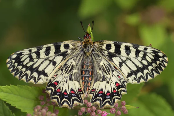 Southern Festoon Butterfly Zerynthia Polyxena Beautiful Colored Rare Butterfly European — Stock Photo, Image