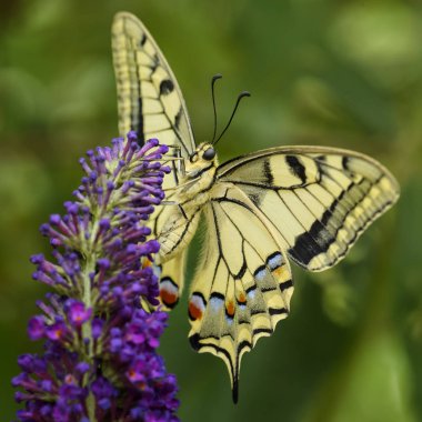 Eski Dünya Swallowtail Kelebek - Papilio machaon, güzel renkli ikonik kelebek Avrupa çayır ve otlaklar.