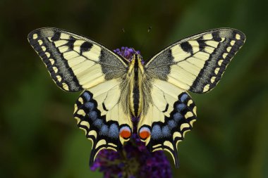 Eski Dünya Swallowtail Kelebek - Papilio machaon, güzel renkli ikonik kelebek Avrupa çayır ve otlaklar.