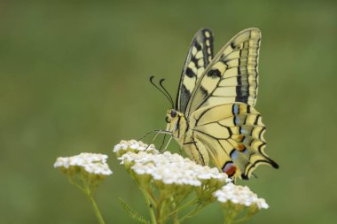 Eski Dünya Swallowtail Kelebek - Papilio machaon, güzel renkli ikonik kelebek Avrupa çayır ve otlaklar.
