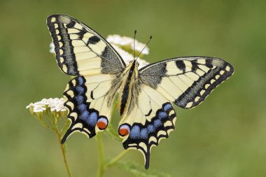 Eski Dünya Swallowtail Kelebek - Papilio machaon, güzel renkli ikonik kelebek Avrupa çayır ve otlaklar.